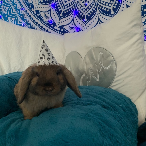 Meet your Posher, Madysen - Picture 1 of 1